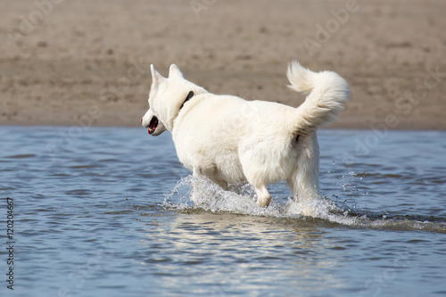 Spielender Hund am Strand