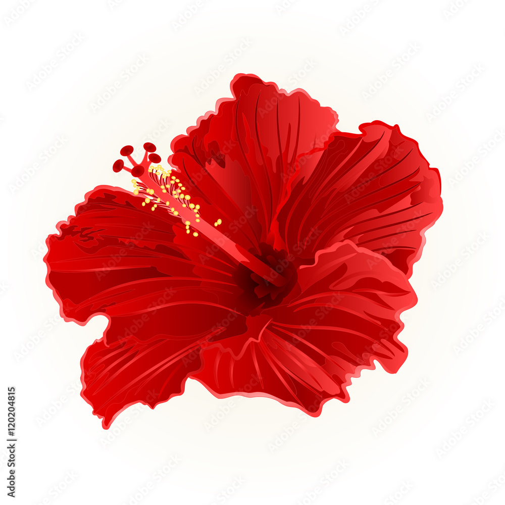 Red hibiscus simple tropical flower vector illustration - obrazy, fototapety, plakaty 