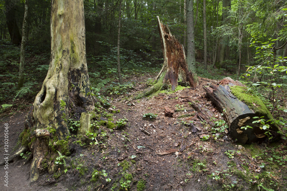 Scenic landscape in the forest with old mysterious trees. Old broken trees, stump.