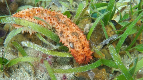 Underwater marine life, sea cucumber on the seabed, Caribbean sea, Bocas del Toro, Panama, Central America
 photo