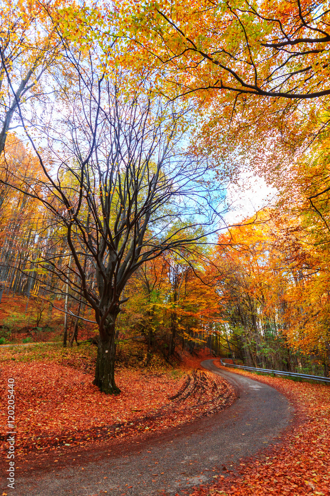 Obraz premium Colorful and bright autumn forest
