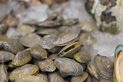 Raw of Surf clam, Short necked clam, Carpet clam, Venus shell, B