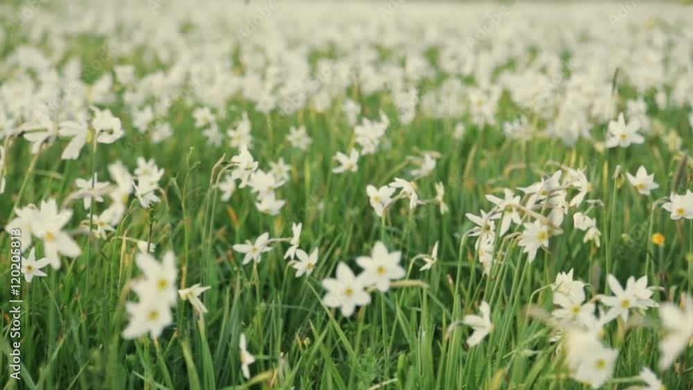 Calm protected daffodil meadow, close up view. Gorgeous nature. Landscape. No people around. Outside shooting, spring time, sunny weather, green forest on the background. Natural atmosphere. Calm protected daffodil meadow, close up view. Gorgeous nature. Landscape. No people around. Outside shooting, spring time, sunny weather, green forest on the background. Natural atmosphere.
