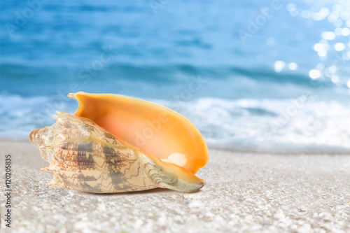 Tropical shell on a beach