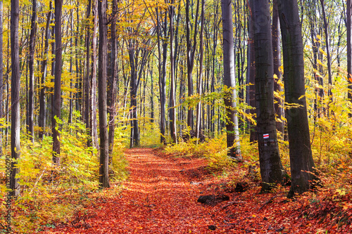 Colorful and bright autumn forest