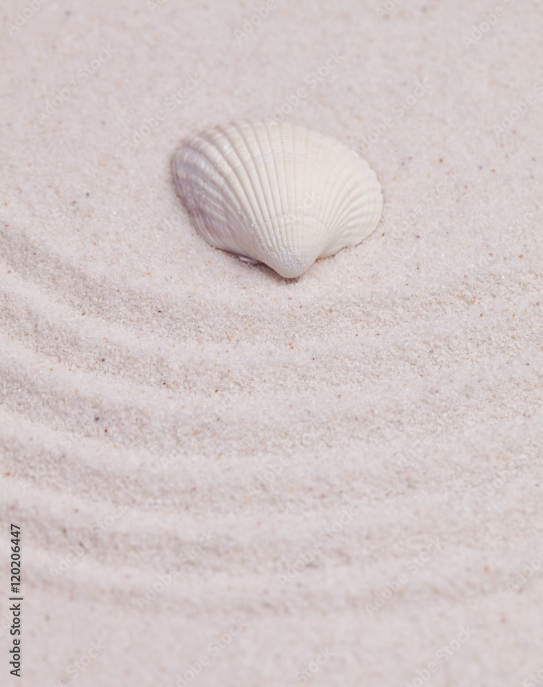 Shell on white zen garden Shell on white zen garden