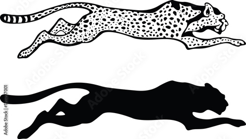 Cheetah  vector illustration  black and white style