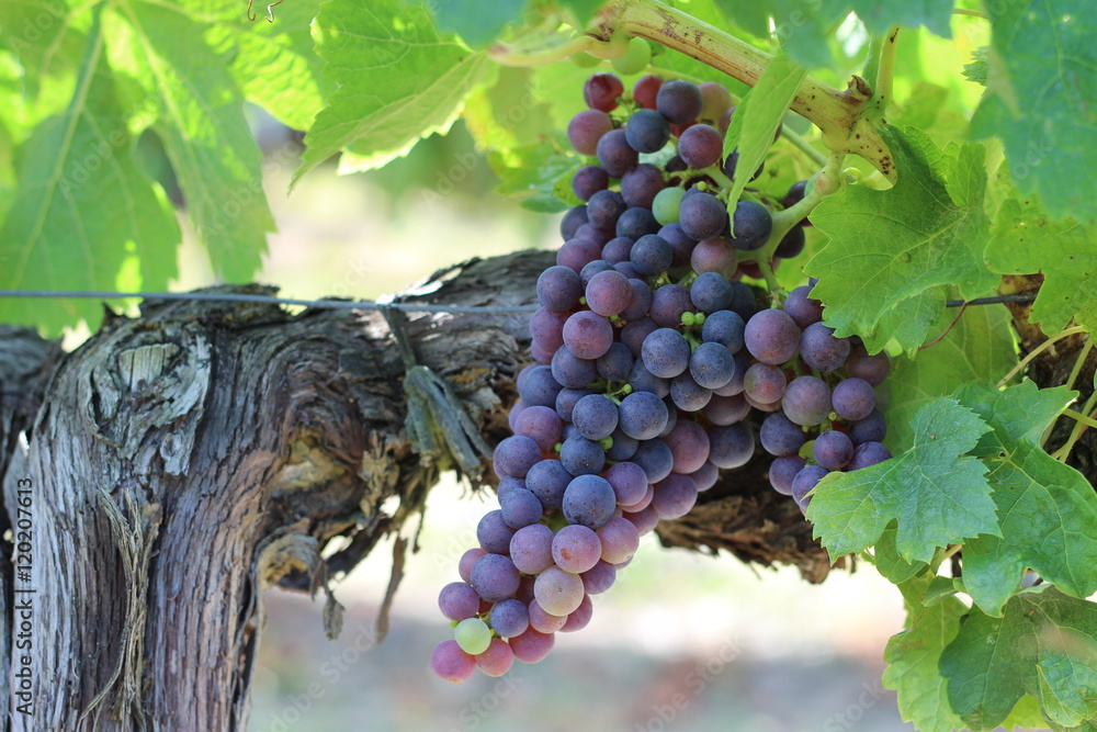 Εκτύπωση καμβά Vigne - Raisin - Merlot