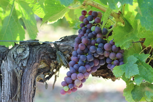 Photos Vigne - Raisin - Merlot