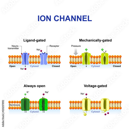Types of ion channel