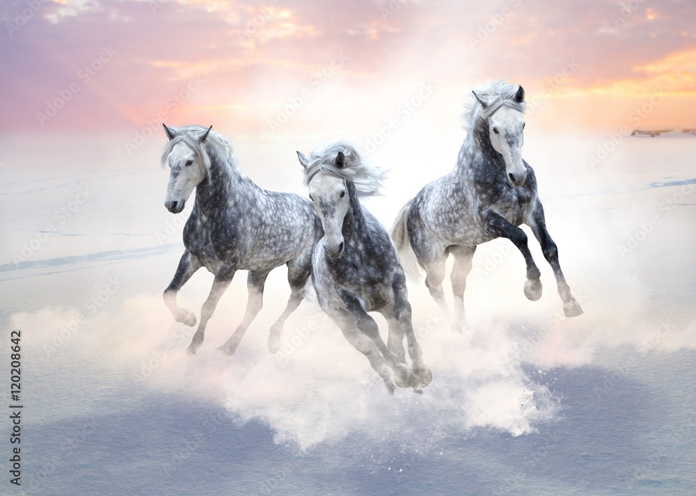 Three gray horses run forward on the snow field on the sunrise background Three gray horses run forward on the snow field on the sunrise background