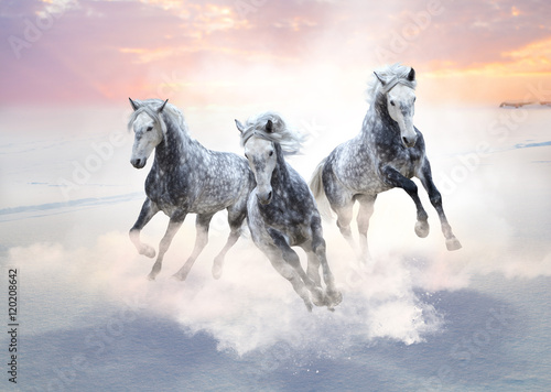 Three gray horses run forward on the snow field on the sunrise background