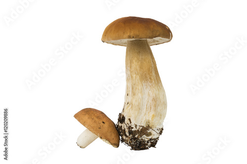boletus edilus porcino with russula mushroom isolated on white