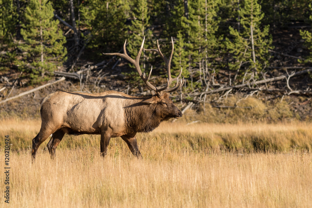Fototapeta premium Bull Elk in rut