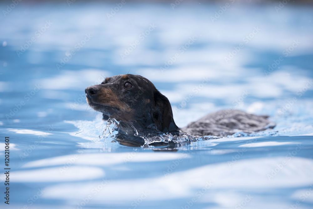 Dog, Dachshund, swimming in blue water