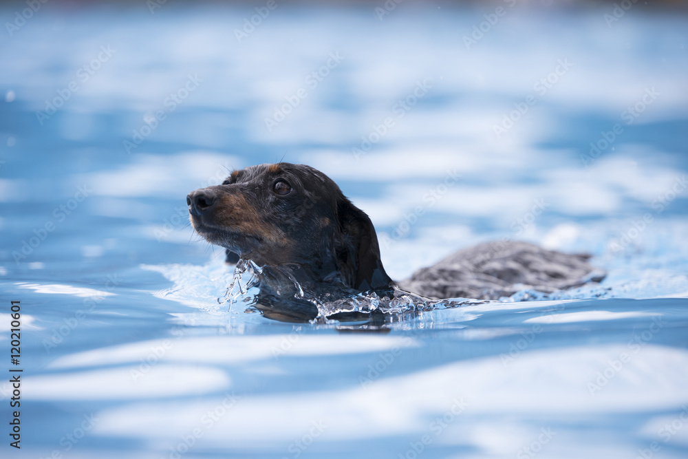 Dog, Dachshund, swimming in blue water Dog, Dachshund, swimming in blue water