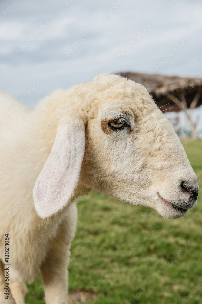 Fototapeta premium Sheep Portrait, close up face sheep in rural livestock farm