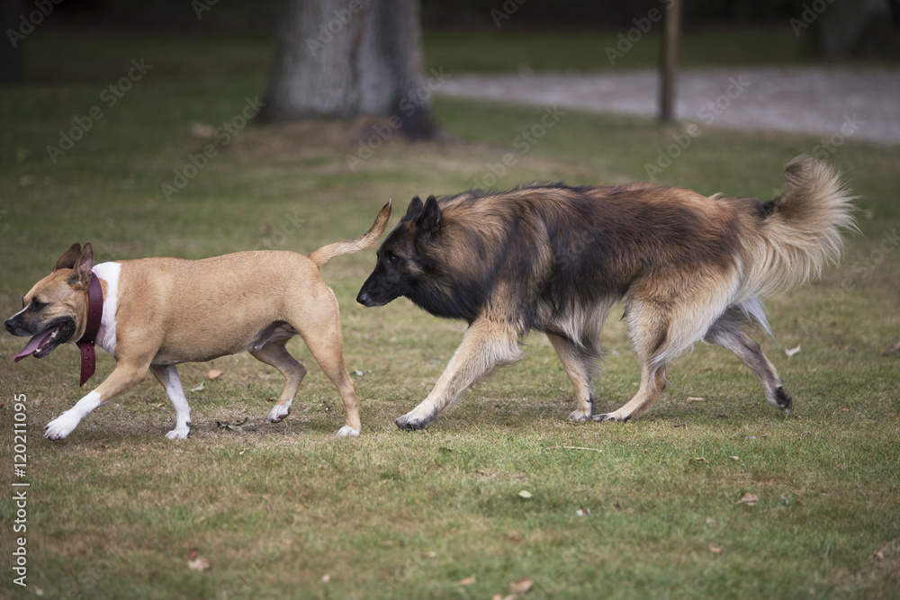 Two dogs chasing each other, Staffordshire bull terrier and Belg