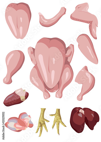 Chicken or raw hen cutting meat, offal scheme parts of carcass: