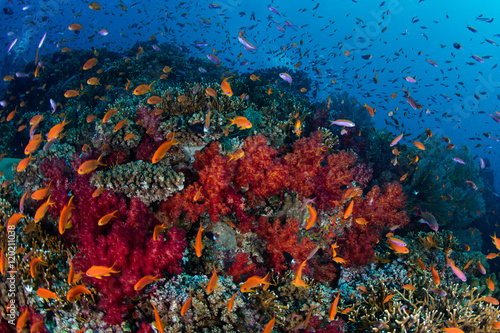 Colorful and Healthy Coral Reef