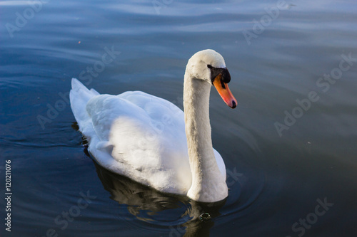 One white swan on blue water bacground