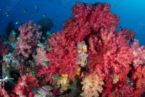 Beautiful Soft Corals on Reef