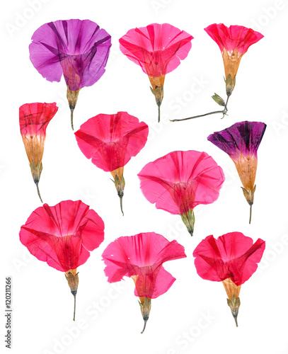 Fototapeta Naklejka Na Ścianę i Meble -   Pressed pink flowers bindweed