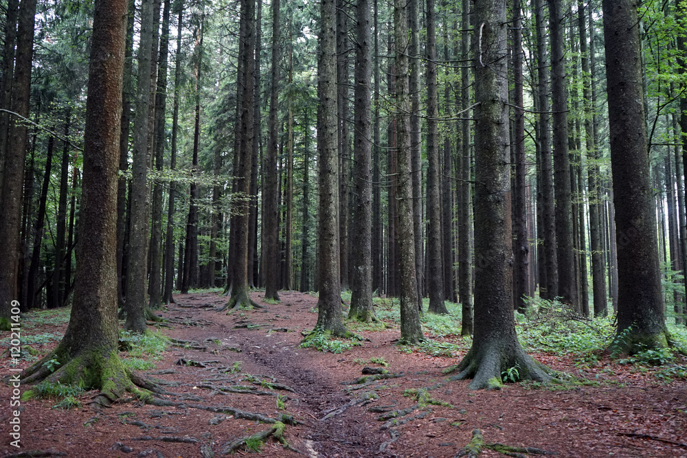 Pine tree forest Pine tree forest