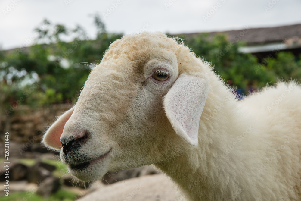 Sheep Portrait, close up face sheep in rural livestock farm