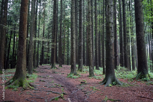 Pine tree forest