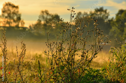 The early autumn morning mist © zoya54