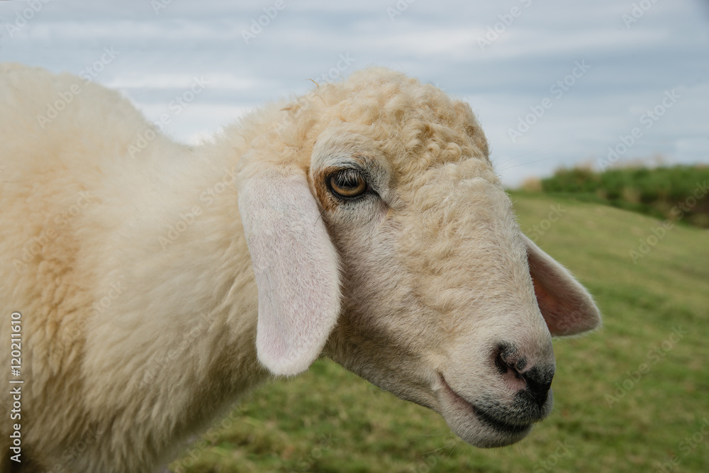 Sheep Portrait, close up face sheep in rural livestock farm Sheep Portrait, close up face sheep in rural livestock farm