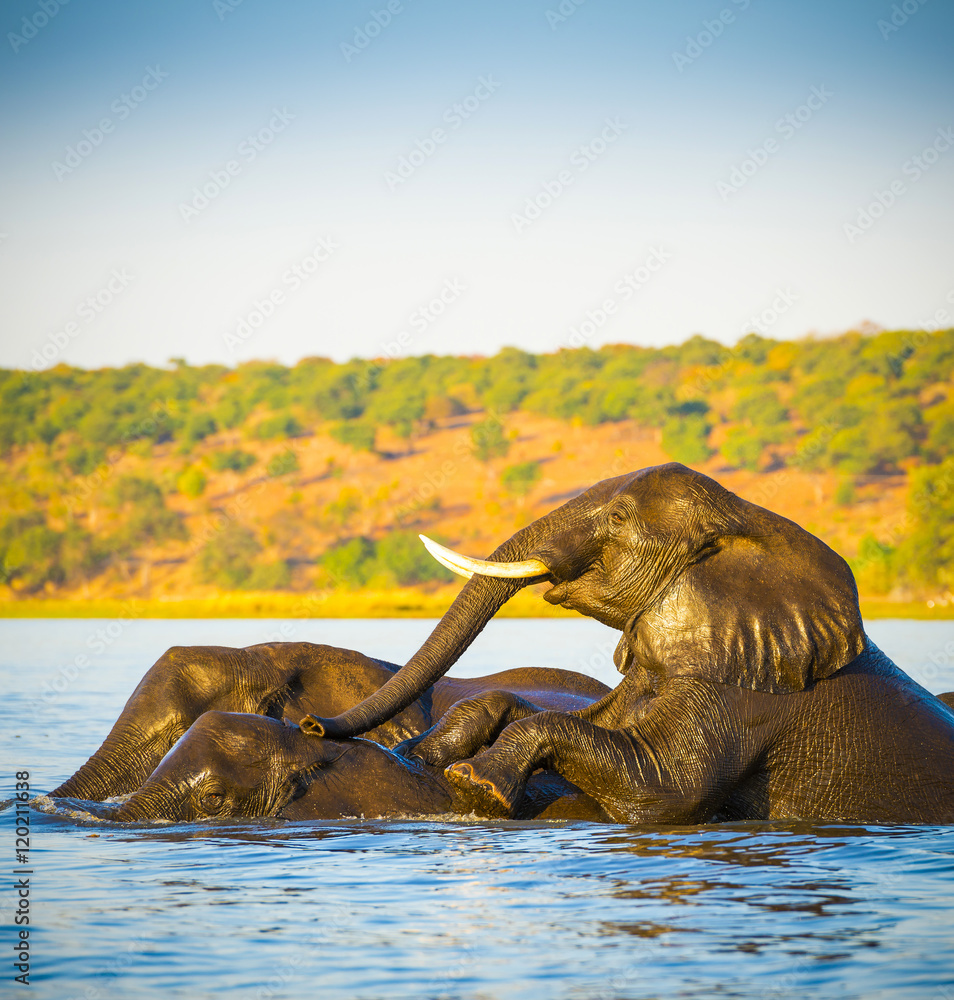Fototapeta premium Elephant Herd Crossing Chobe River