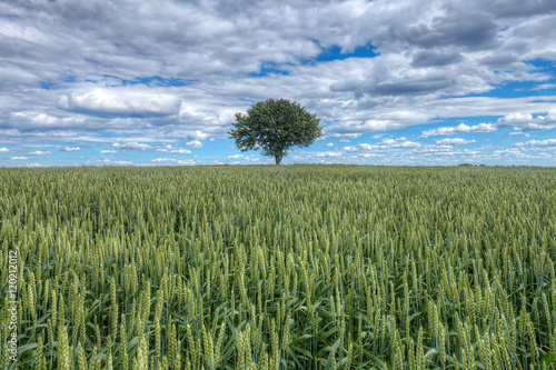 A lone tree out in a field