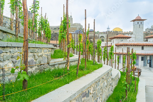 The grape vines at the fortress photo