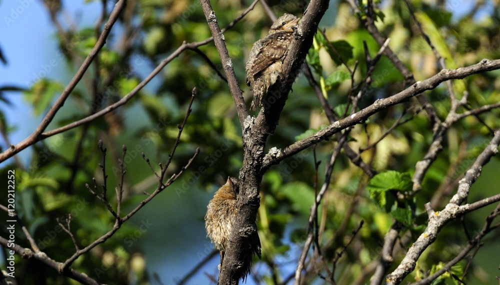 wryneck wryneck