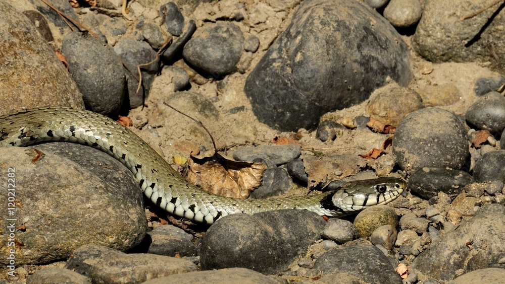 Obraz premium ringneck