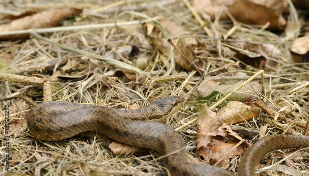 Fototapeta premium smooth snake