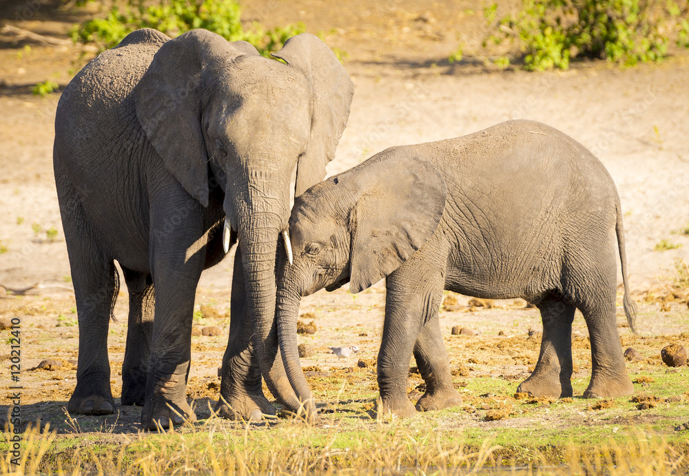 Elephant Parent With Calf
