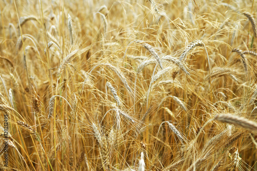 Golden Wheat Detail