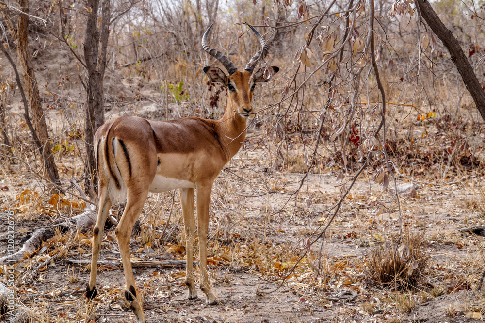 Impala in Kruger National Park, South Africa