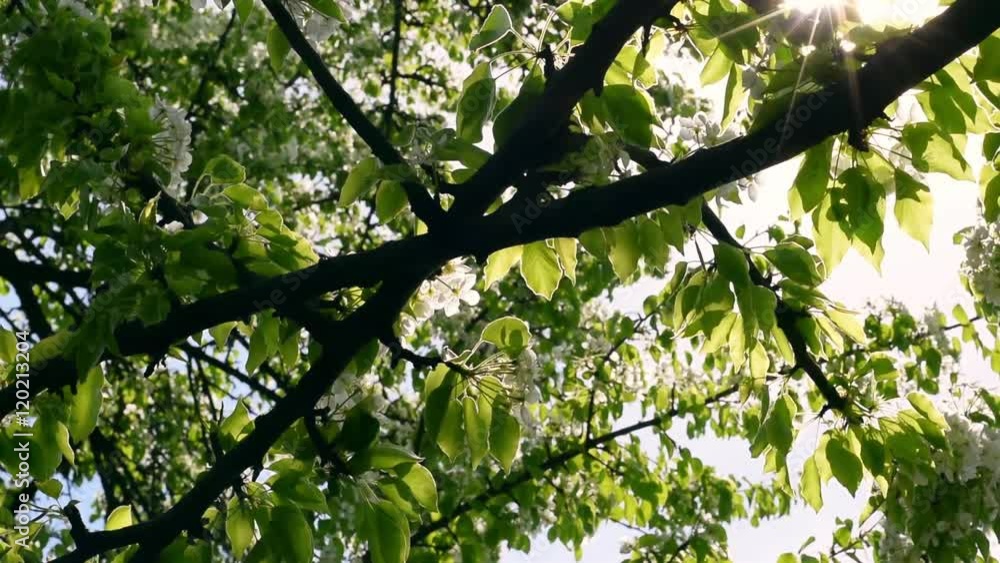 Attractive slow motion diagonal panoramic scene of sun sparkles and lens flare through blooming pear tree with cinematic fantasy light. Intriguing natural sunny texture. Shallow dof. Attractive slow motion diagonal panoramic scene of sun sparkles and lens flare through blooming pear tree with cinematic fantasy light. Intriguing natural sunny texture. Shallow dof.