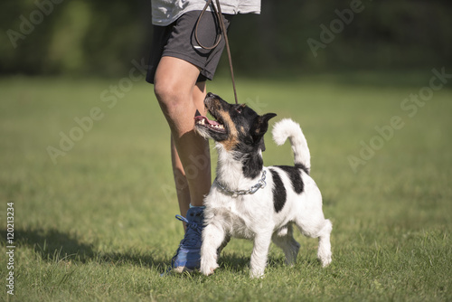 Foto perfect footwork  with a small dog - jack russell terrier