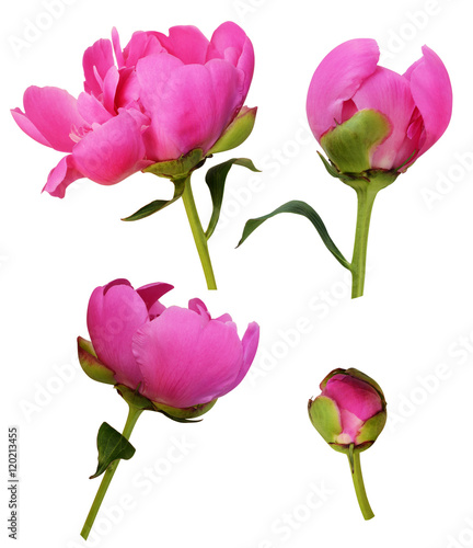 Set of pink peony flowers a...