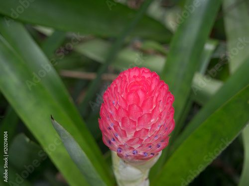 Red Shampoo Ginger photo