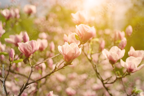 Blossoming of magnolia flowers in spring time, sunny vintage floral background © Roxana