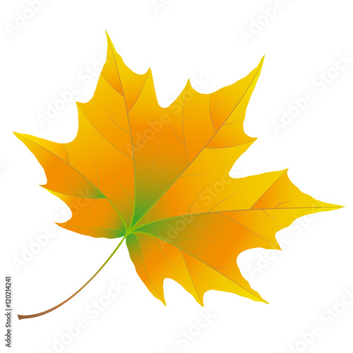 Autumn maple leaf isolated on white background. Orange and green color.