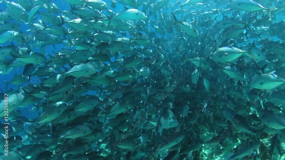 Fish in sea: Trevally or Jack fish on coral reef in Sipadan Island, Malaysia Fish in sea: Trevally or Jack fish on coral reef in Sipadan Island, Malaysia