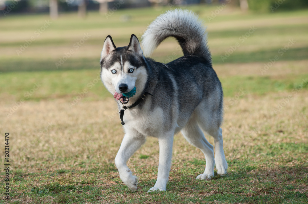 Black and white Siberian Husky dog smiling while looking right at park.