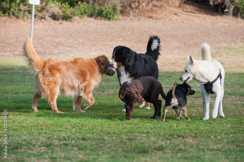 Canvas Print Group of dogs at park smelling each other.